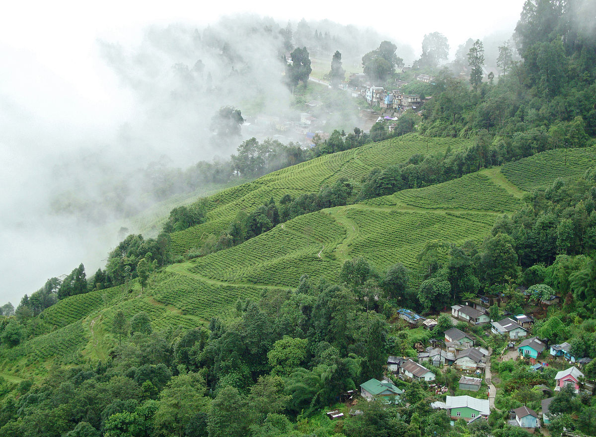 Chitrey Tea Garden