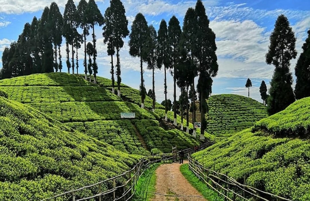 Gopaldhara Tea Garden